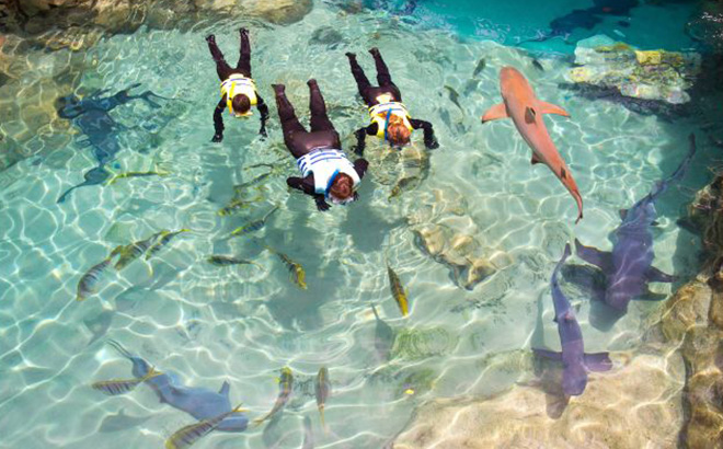 Swim with sharks at Discovery Cove