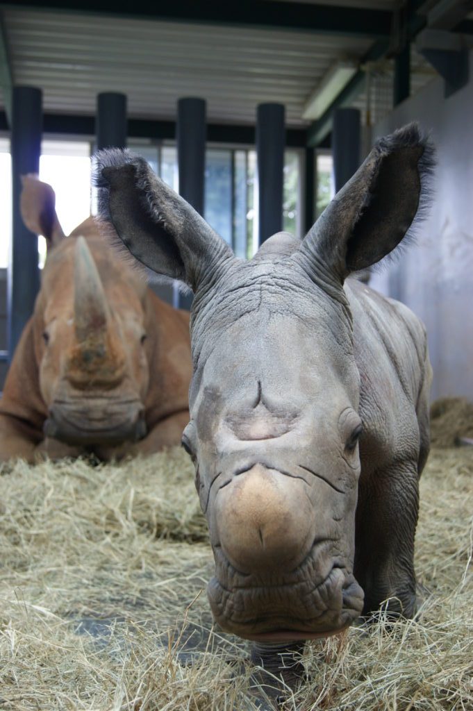 Endangered White Rhino Born at Disney’s Animal Kingdom