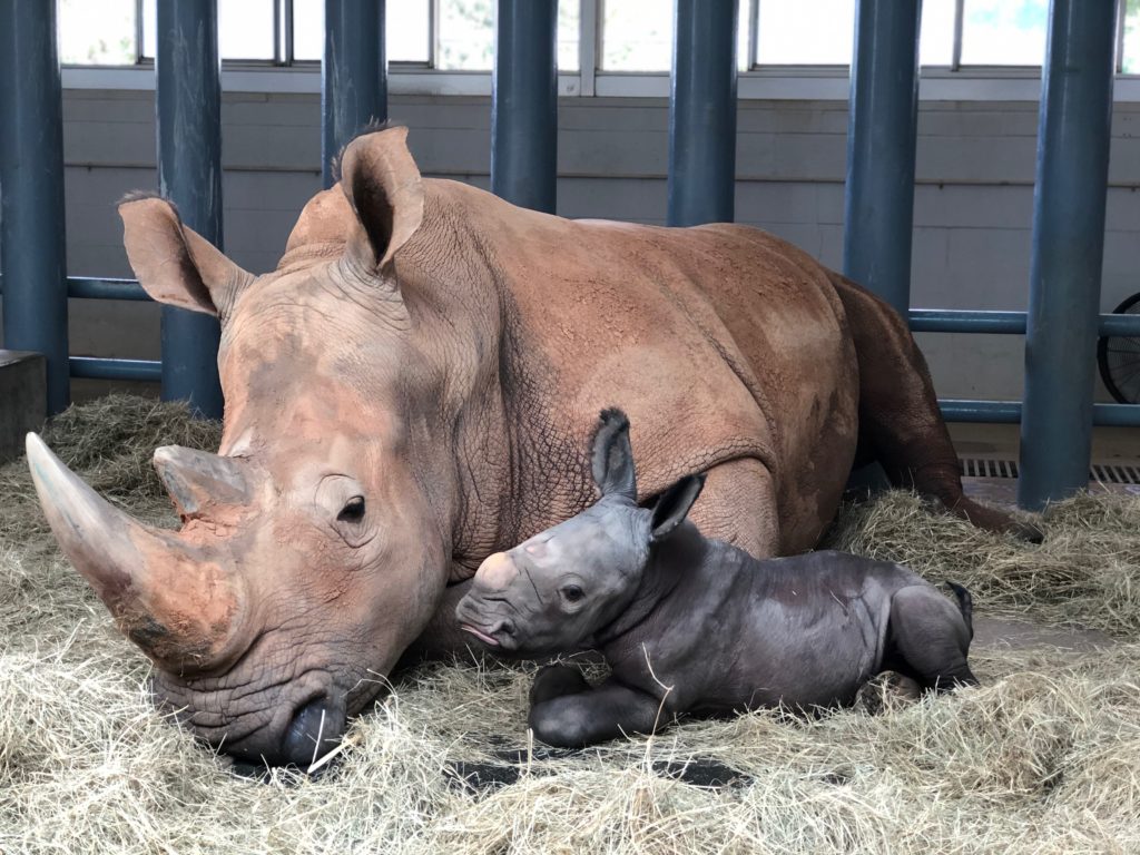 Baby Rhino Born at Disney’s Animal Kingdom