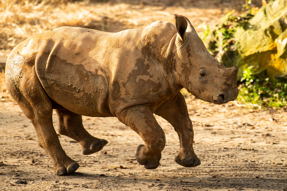 Ranger the Rhino Calf Joins the Herd at Kilimanjaro Safaris