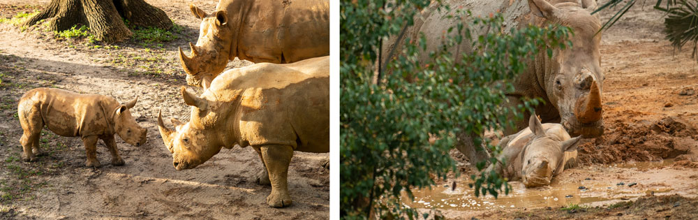 Ranger the Rhino Calf Joins the Herd at Kilimanjaro Safaris