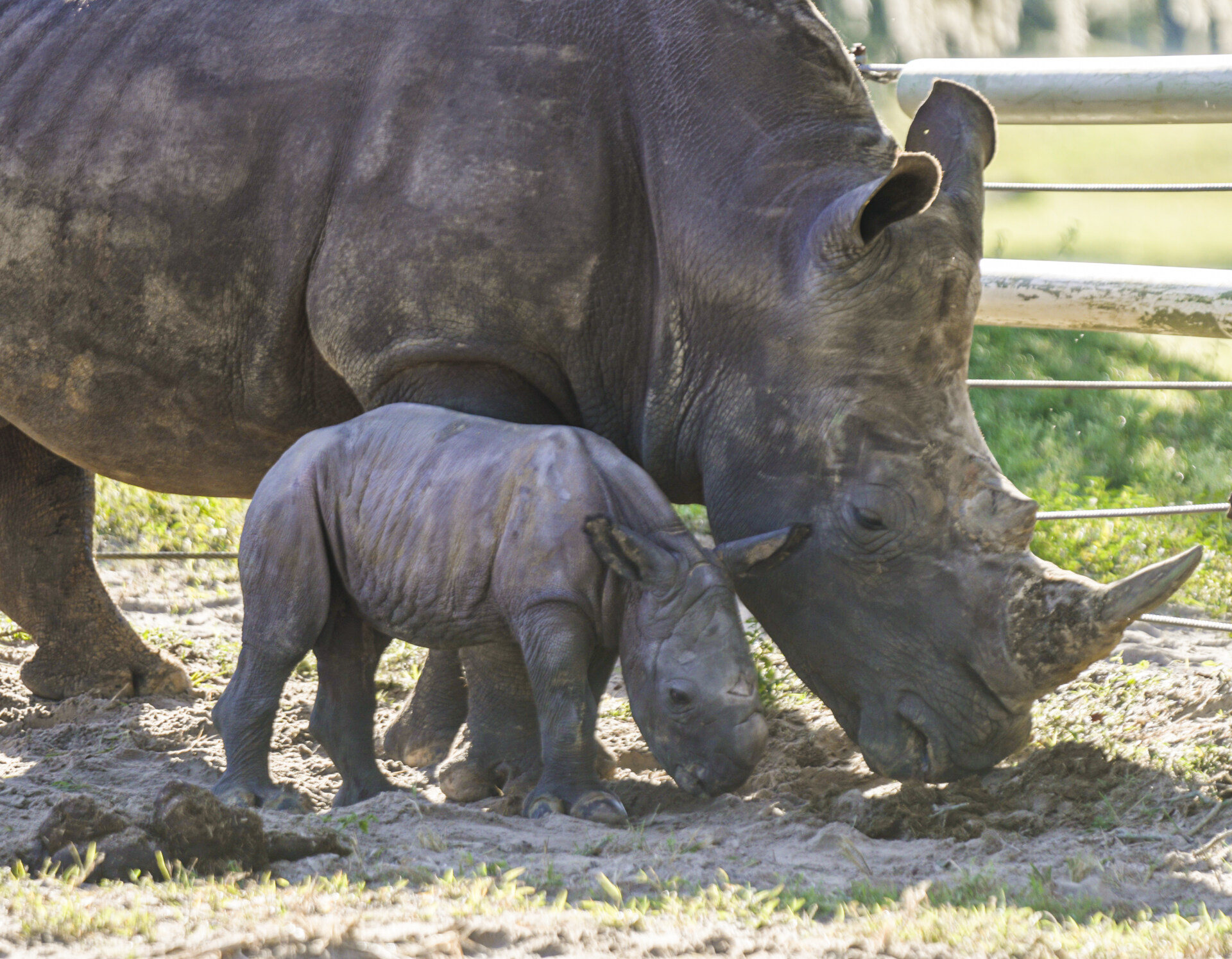 It’s a Boy! Busch Gardens Tampa Bay Announces Birth of Baby Southern White Rhino
