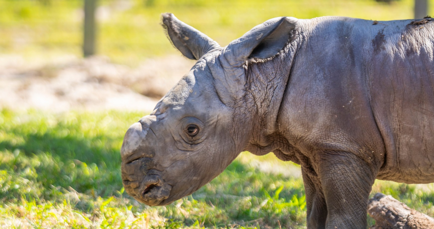 Busch Gardens Tampa Bay Announces Birth of Baby Southern White Rhino ...