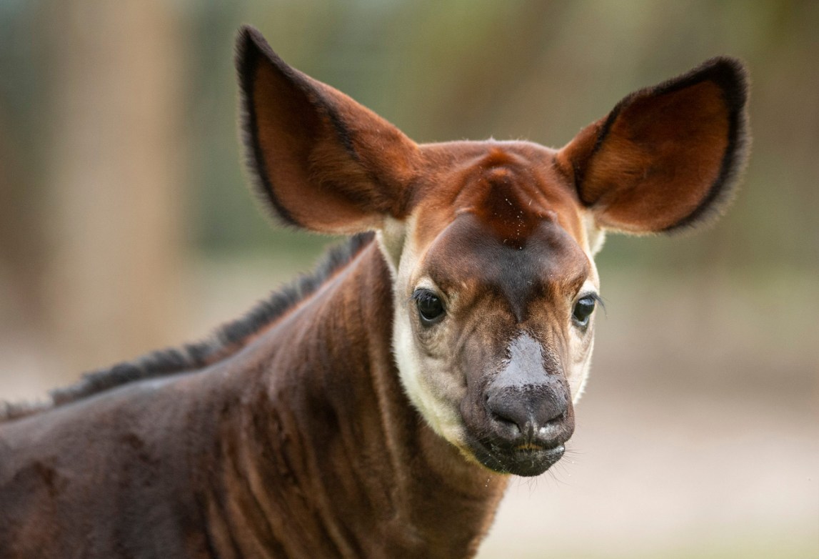 Beni the Okapi Makes First Appearance on Disney’s Animal Kingdom Lodge Savanna