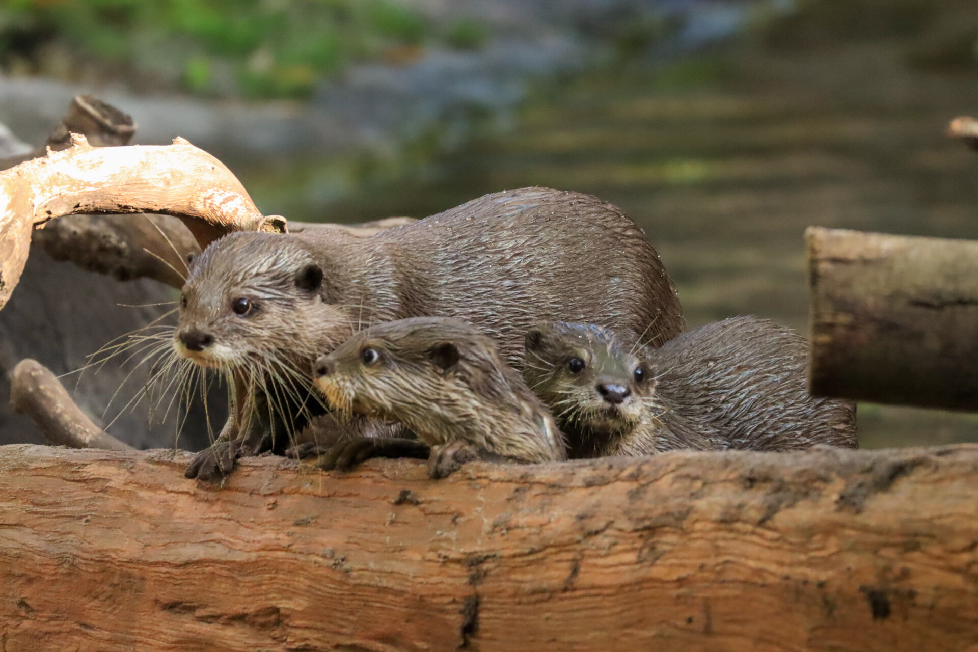 Otter Pups Make Debut At Disney s Animal Kingdom otter-pups-make-debut-at-disney-s-animal-kingdom