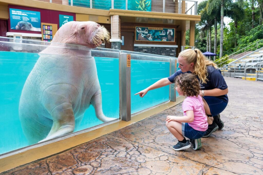 SeaWorld Orlando Announces Passing of Slowpoke the Pacific Walrus