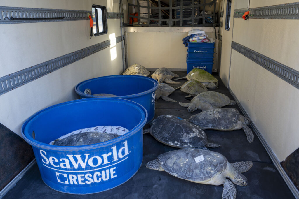 SeaWorld Reaches Major 43,000 Animal Rescue Milestone