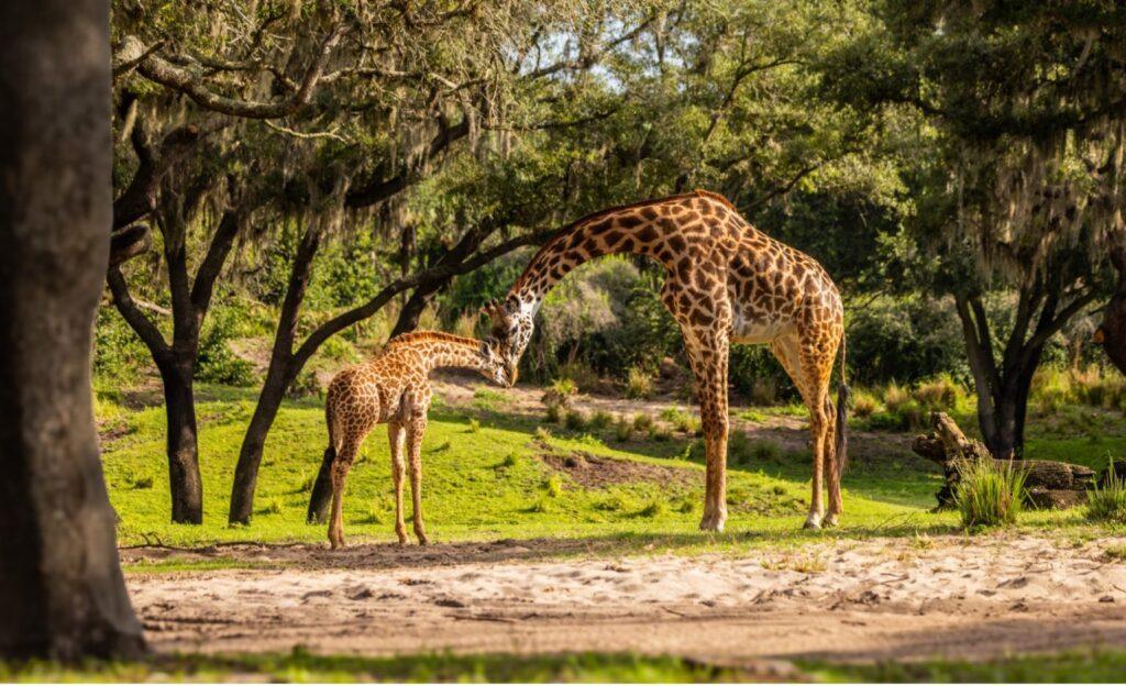 Disney Welcomes Adorable New Baby Animals Across Walt Disney World