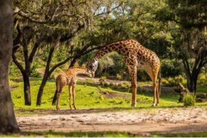Disney Welcomes Adorable New Baby Animals Across Walt Disney World