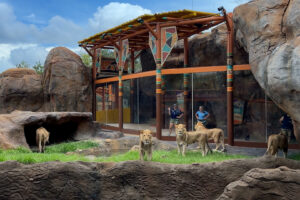 Busch Gardens Tampa Bay Welcomes Guests to New Lion & Hyena Ridge
